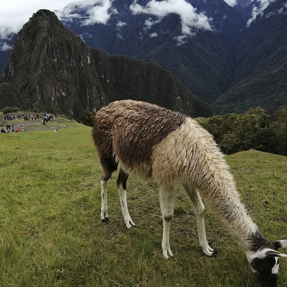 TURISMO CLÁSICO A MACHUPICCHU